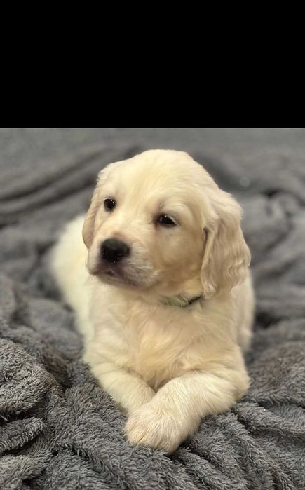 Pieski Golden Retriever