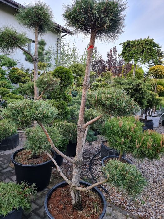 Krzewy formowane Niwaki BONSAI ogrodowe