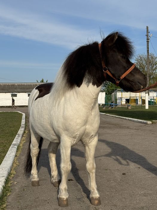 Ексклюзивний поні жеребець!