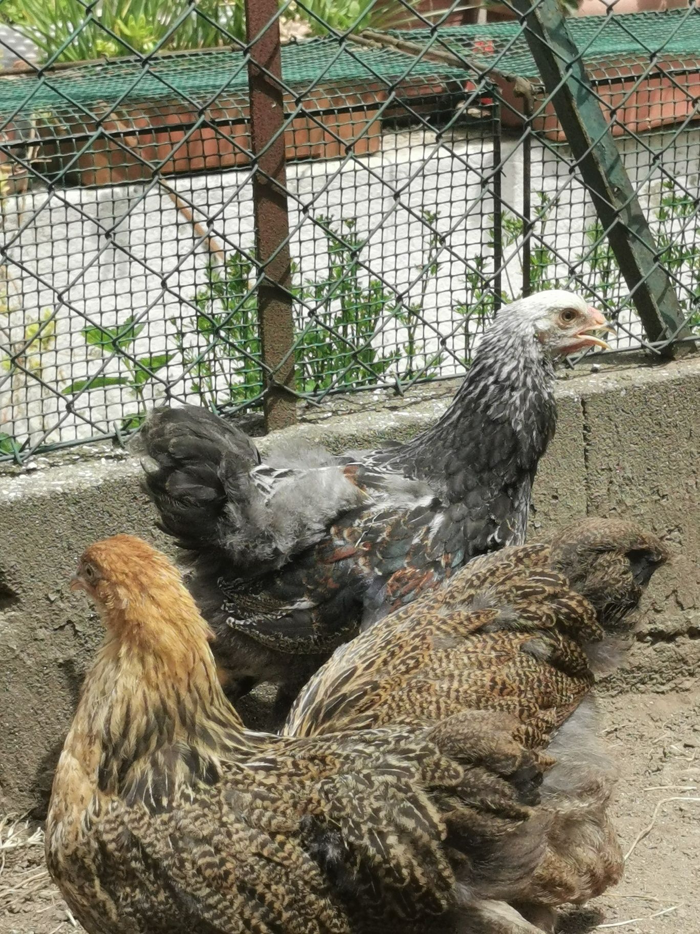 Brahmas pedriz dark
