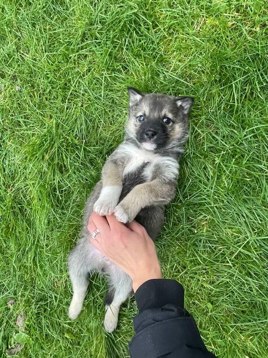 Отдам в хорошие руки щенков