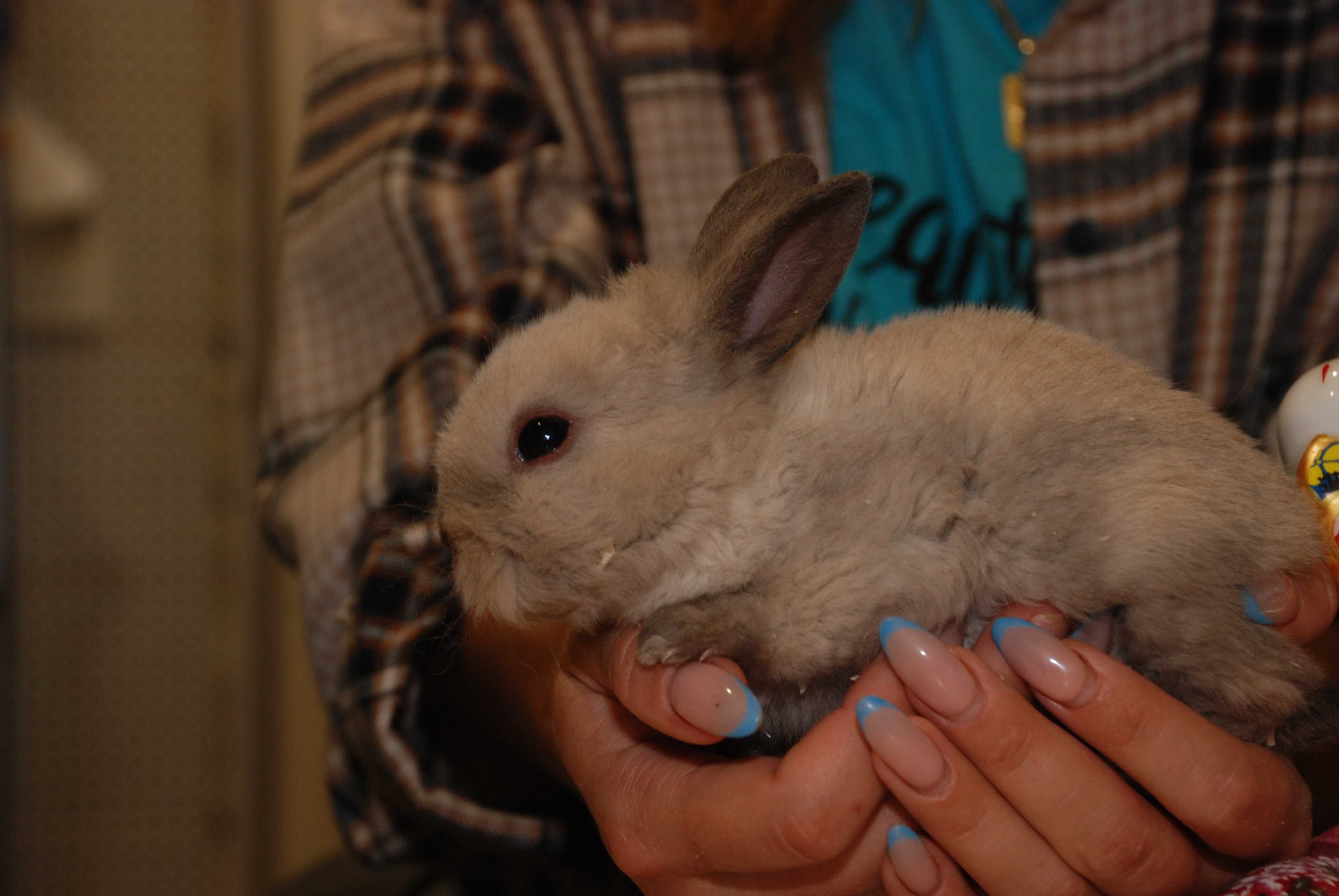 Кролик Рекс, кудрявый кролик, гипоаллергенный кролик
