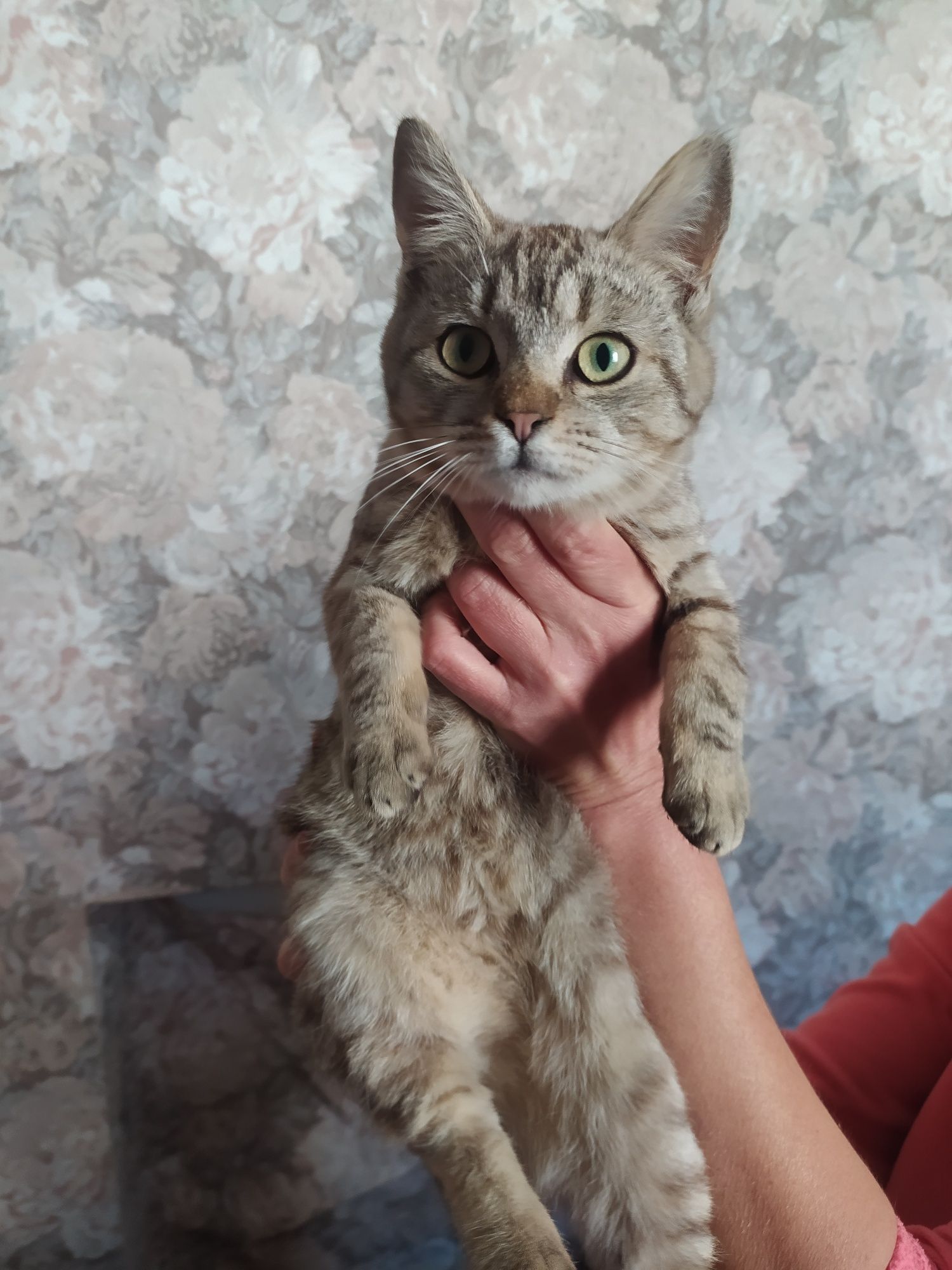 Киця кішка кошеня Мала Виска