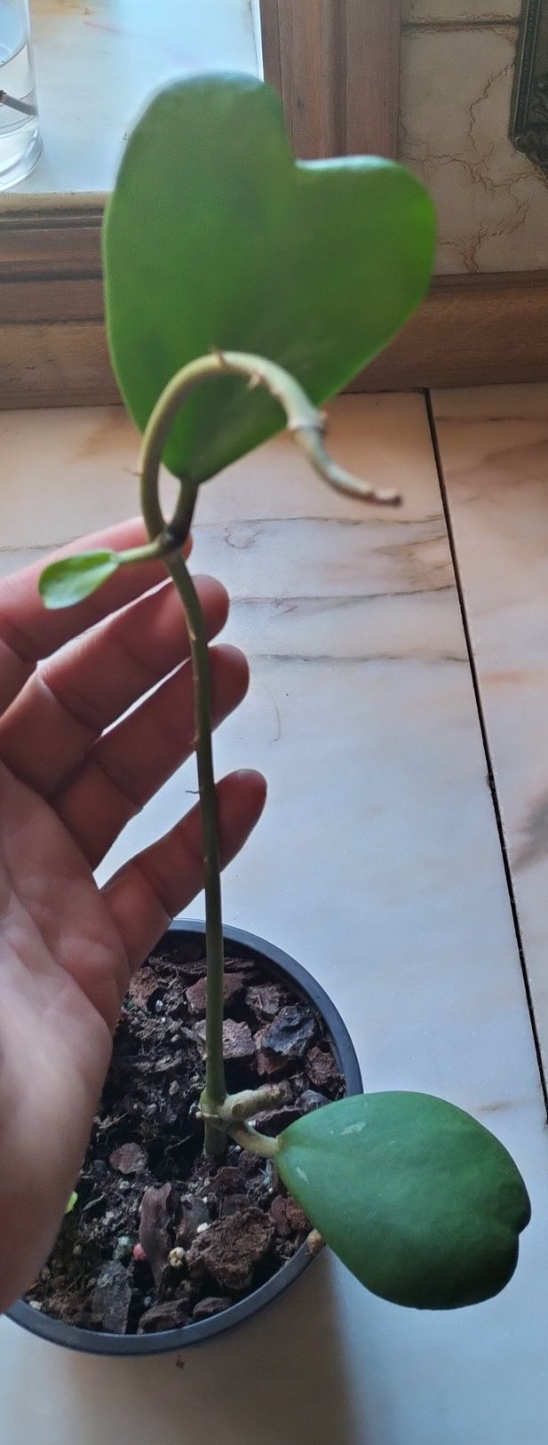 Hoya Kerrii enraizadas