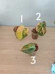 Philodendron micans variegata  pędówka szczyt