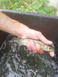 Amur narybek 15-20cm, Karp, Lin, Karp koi, Jesiotr