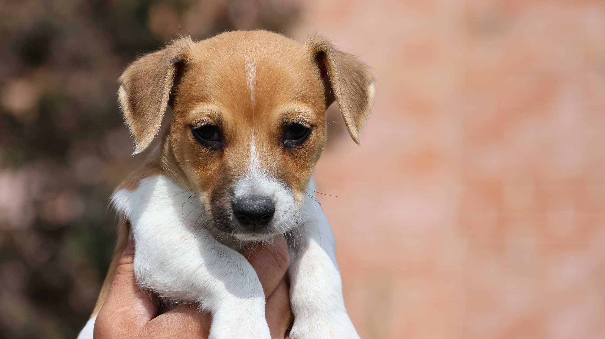 Jack Russell Terrier/BREFIO- suczka VICI / szczeniak