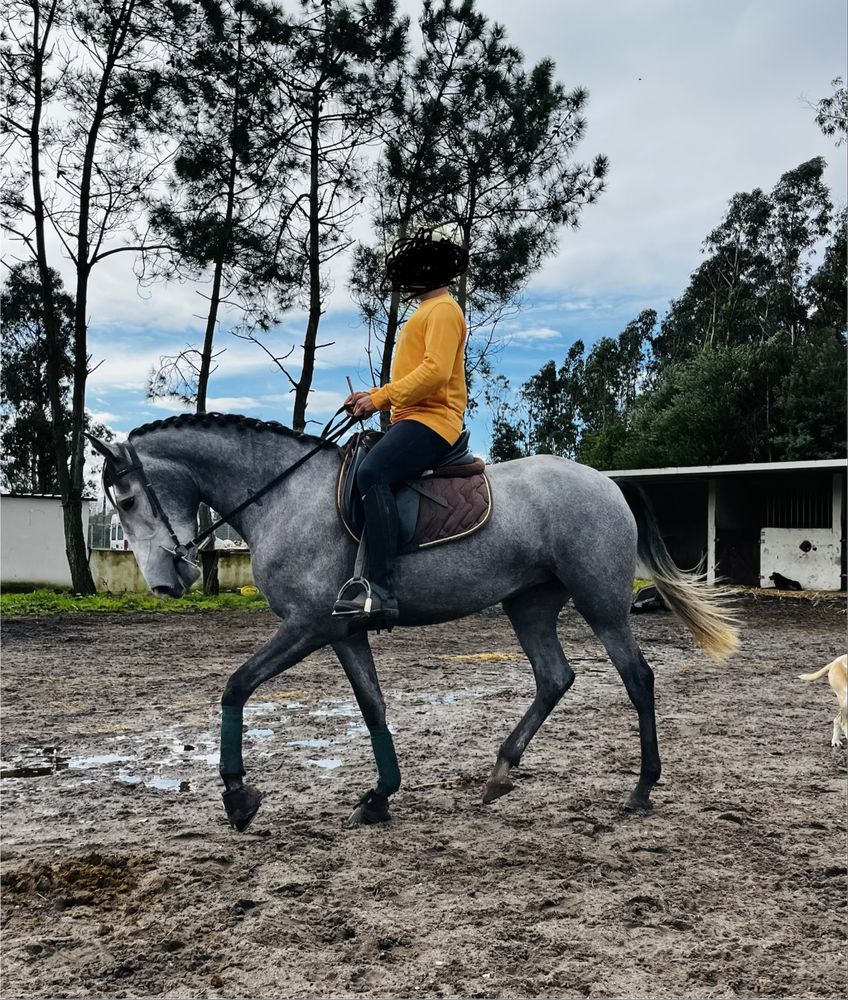 Poldra ( Puro Sangue Lusitano )