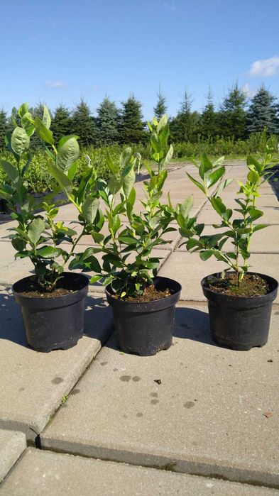 Sadzonki borówki Mega TORO, blueberry seedlings
