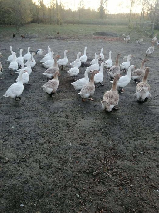 Sprzedam Gęsi koludzkie tuszki 50 zł za kg lub żywe 200 zł