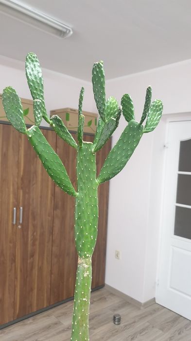 Opuncja wys. - 87 cm, duży okaz