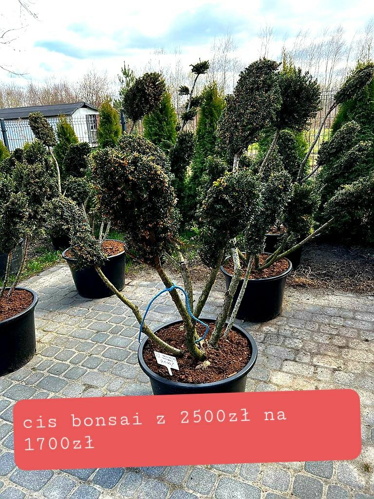 Cis hilli hiksi 120-140cm (bonsai sosna szmaragd katalpa Laurowiśnia )