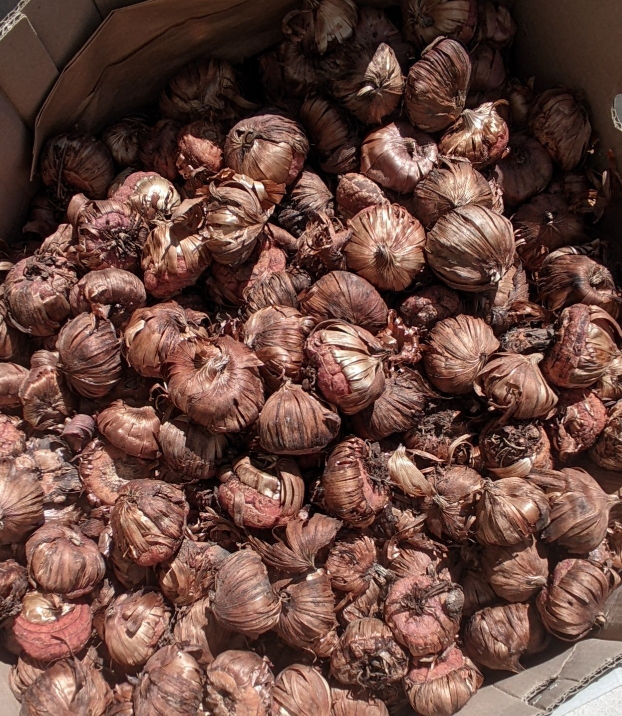Cebulki mieczyki krokus tulipan szafirki czosnek cebule narcyz mix