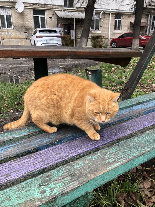 Руда стерилізована киця шукає дім