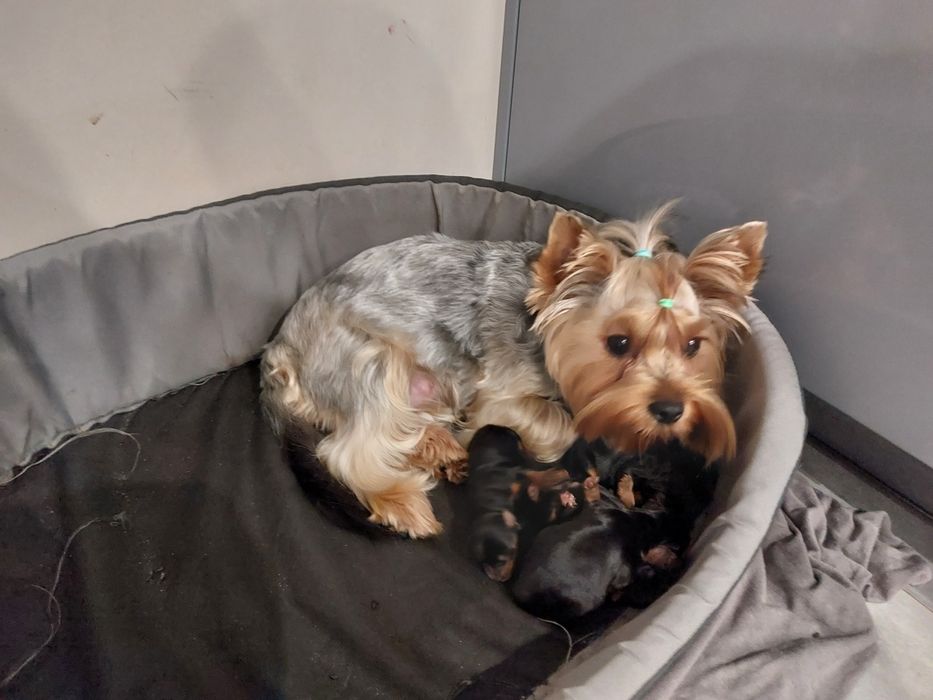 Yorkshire terrier miniaturka