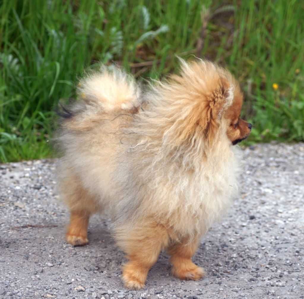 POMERANIAN  FCI - Szpic Miniaturowy PIESEK