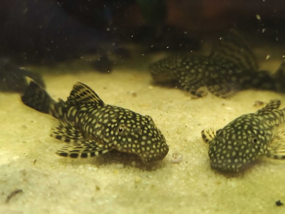 Oddam za darmo młode zbrojniki pospolite (Ancistrus sp.)