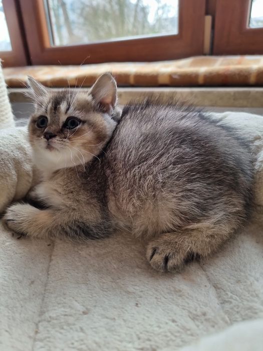 Kocurek niebiesko żłoty brytyjska