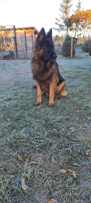 owczarek niemiecki na sprzedaż