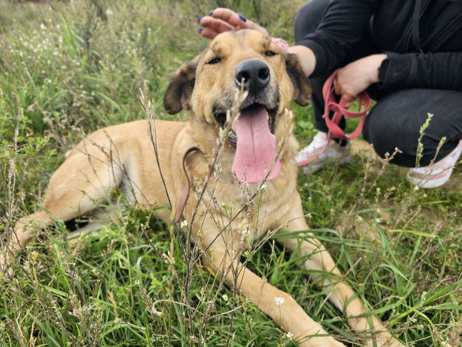 Proszę o dom dla psa Nemo