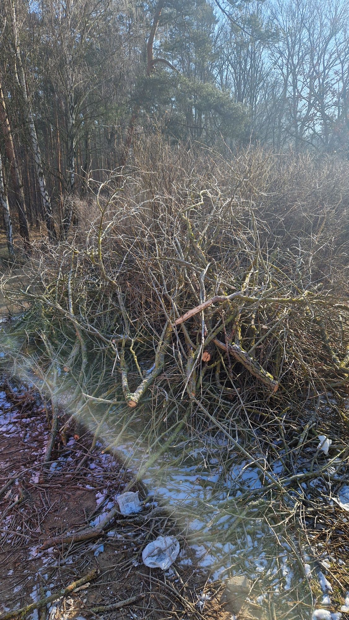 Oddam chrust, drewno, gałęzie za darmo