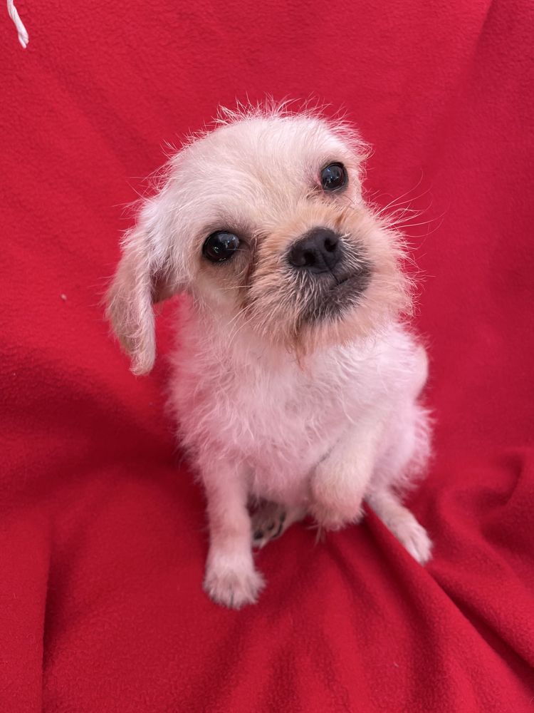 PIESEK mops chihuahua