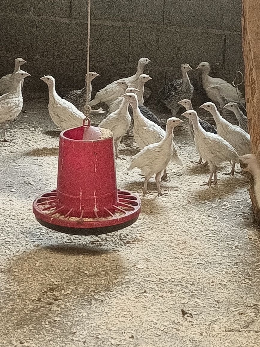 vendo perus caseiros