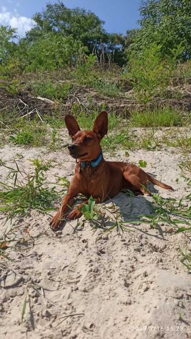 В'язка цвєргпінчера Київ