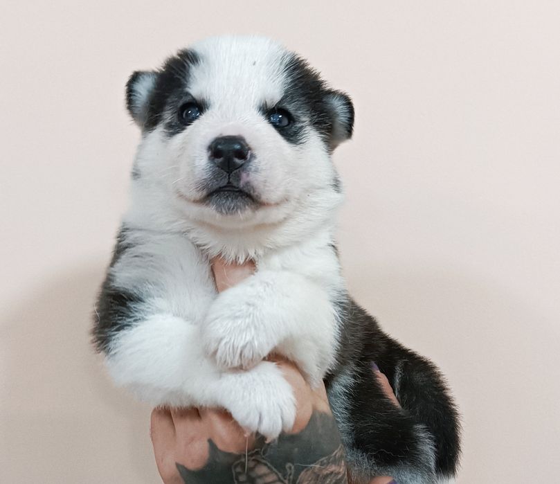 Красиві яскраві хасючки