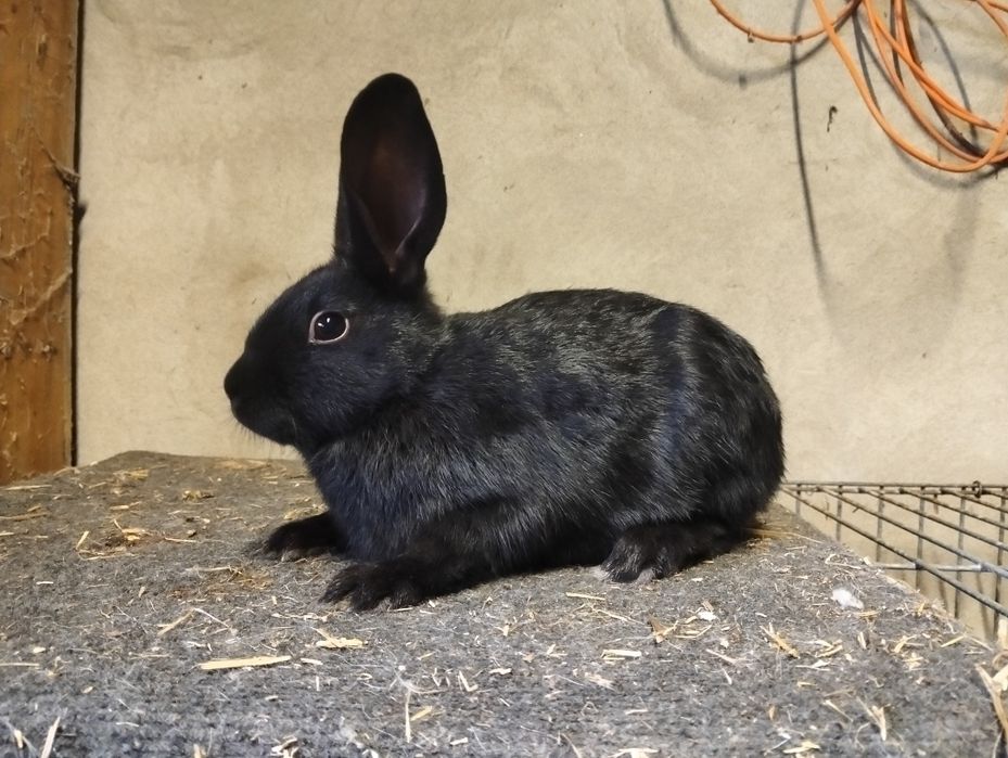 Samiec angielski srokacz czarny