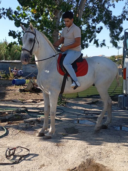 Vendo ou troco cavalo muito manso