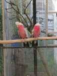 Catatuas galah casal