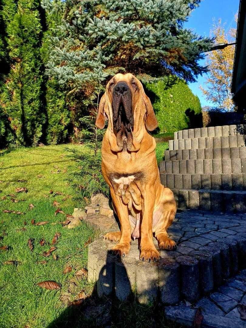 Szczeniak Fila Brasileiro