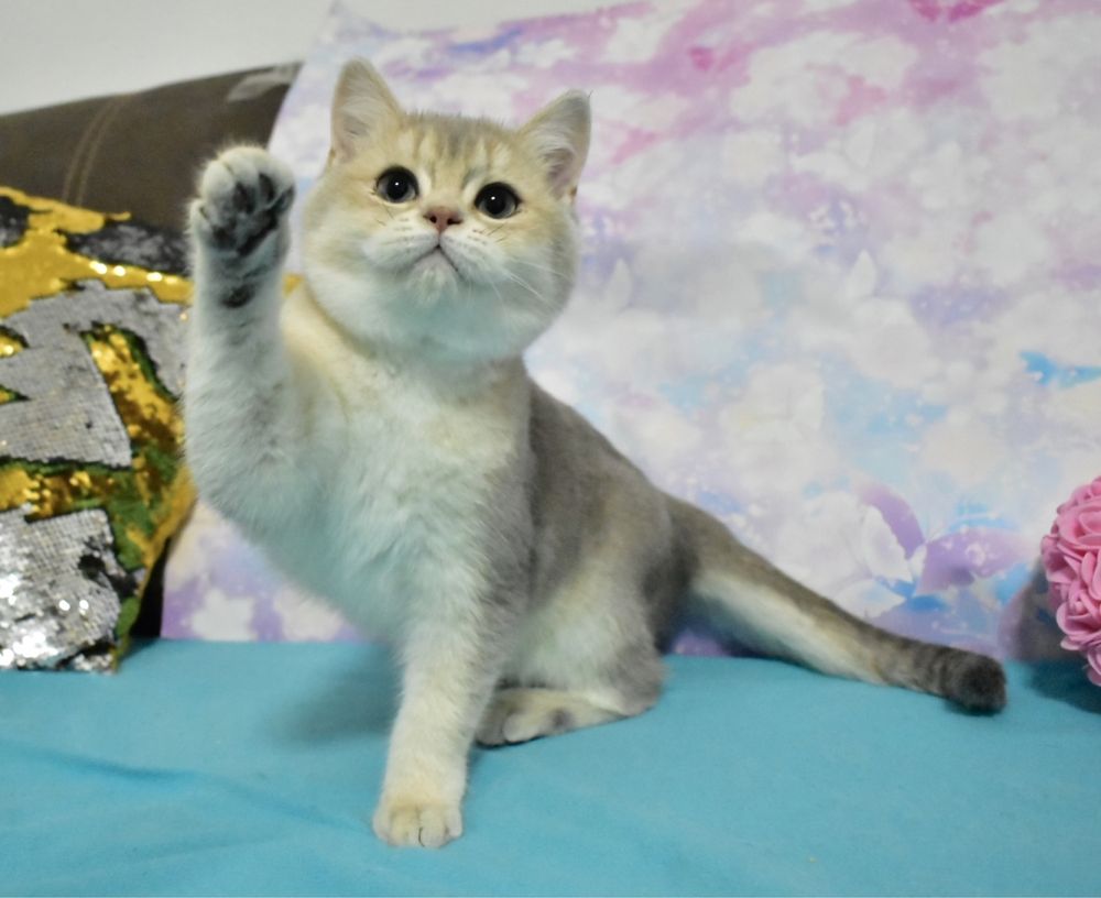 Золотая шиншилла , британский короткошерстный котёнок