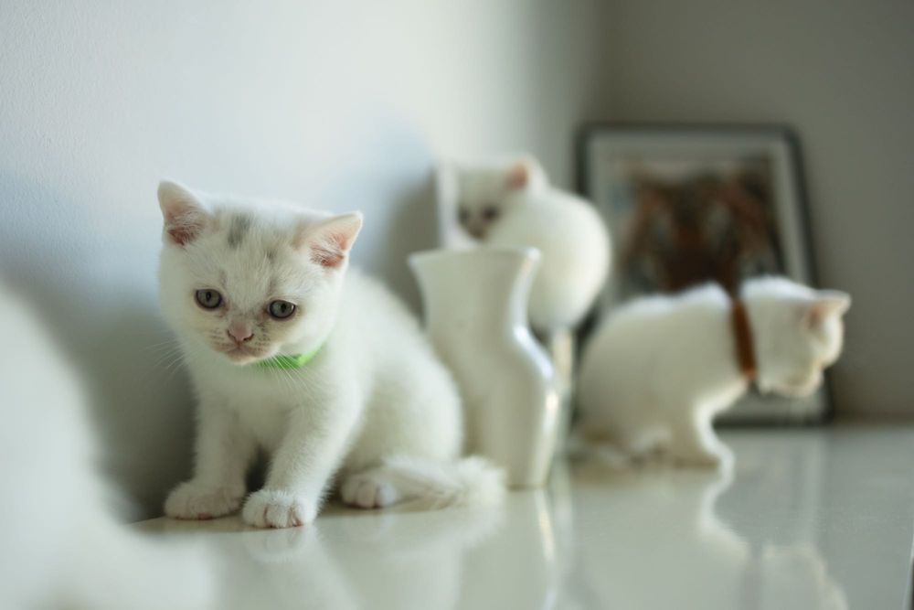 Brytyjskie kotki białe krótkowłose