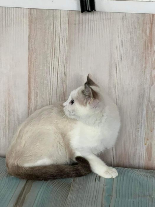 З розплідника майже безкоштовно