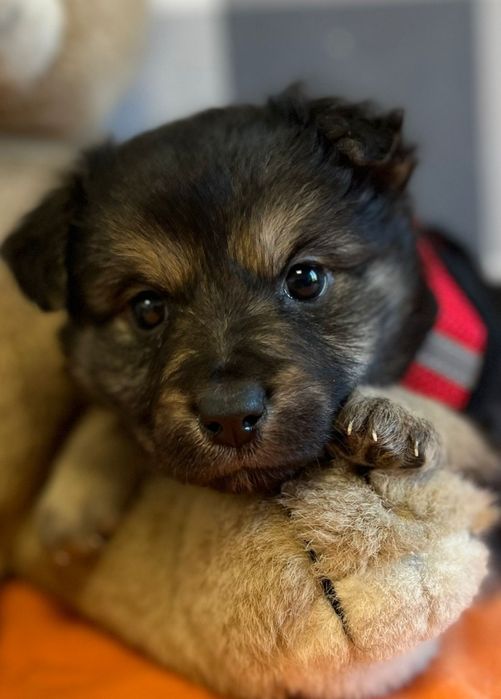 MAMBO psie dziecko szuka domu