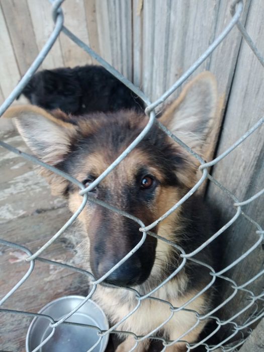 Szczenię do oddania