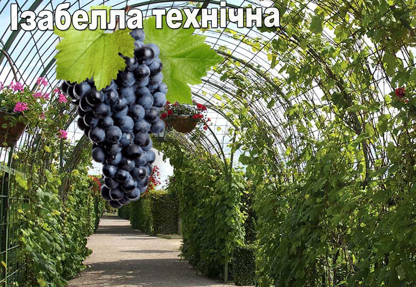 Саджанці винограду Ізабелла, Лідія, Конкорд, саженцы виноград белый