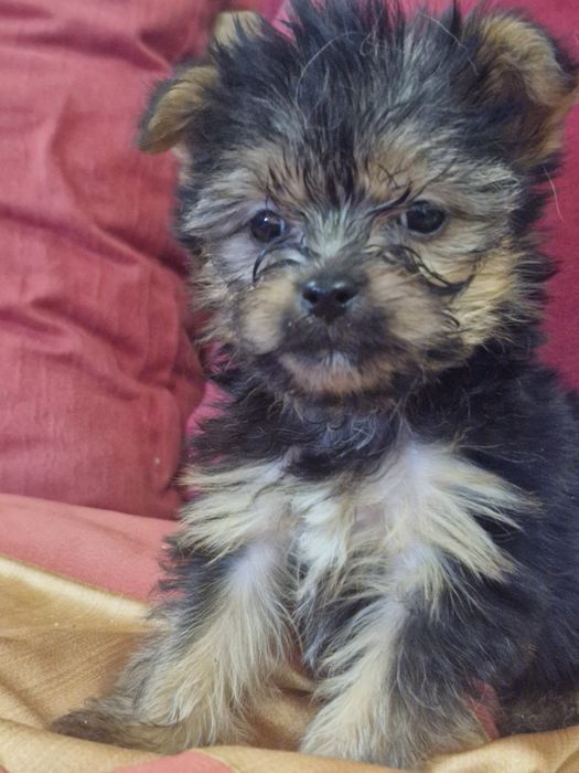 Yorkshire vacinado  desparesitado