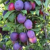 Колоновидные деревья персик,нектарин,груша,черешня,слива,яблоня,алыча