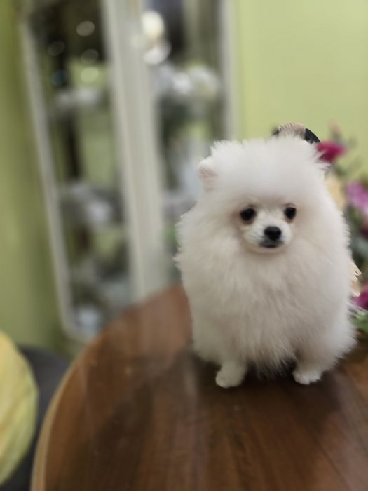 Malenki bialy piesek pomeranian FCI