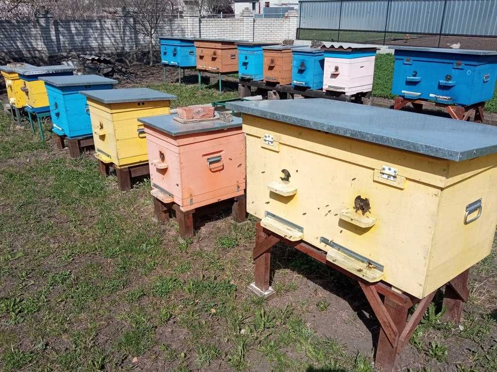 Бджоли, бджолосім`ї та відводки (бджолопакети).