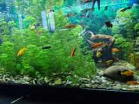 Vendo guppys, plattys e mollys