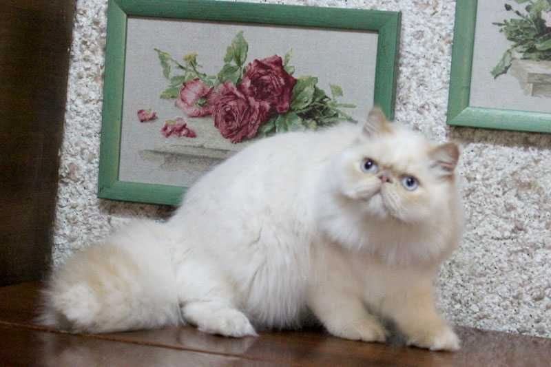 Очаровательный персидский котенок