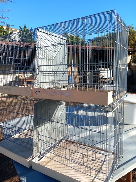 Vendo canários e 2 gaiolas