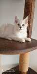 Kotka Maine coon shaded