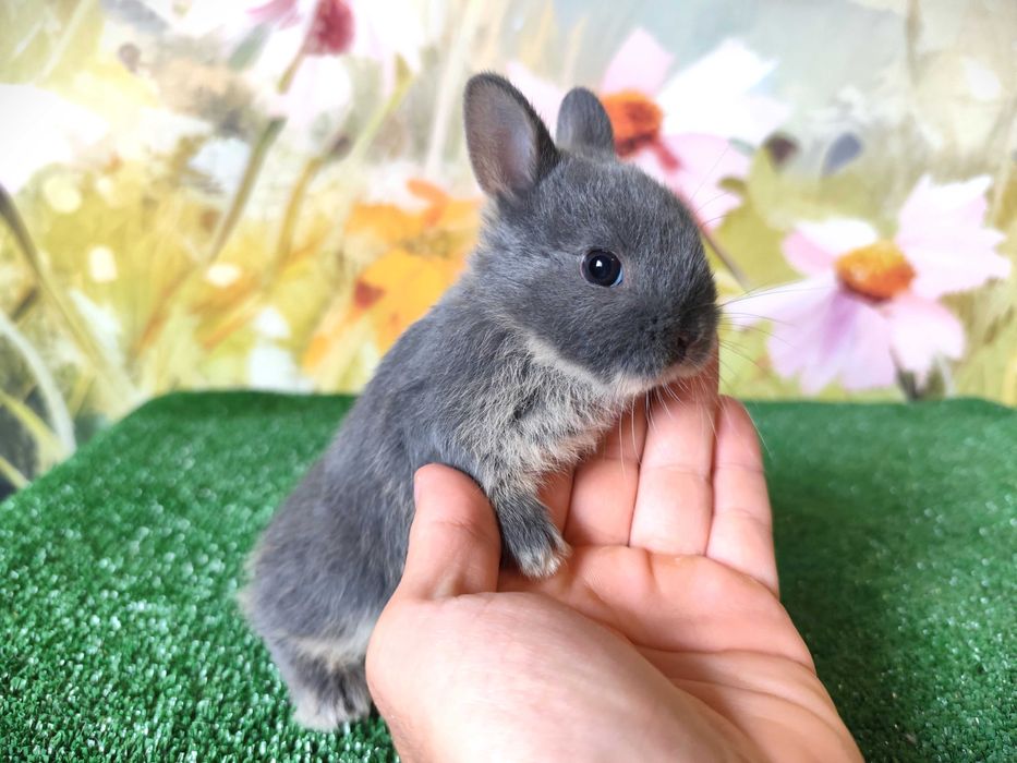 Karzełek Niderlandzki niebieski miniaturka Mini Lop baranek rex blue