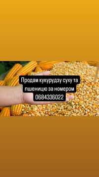 Продам зерно пшениці