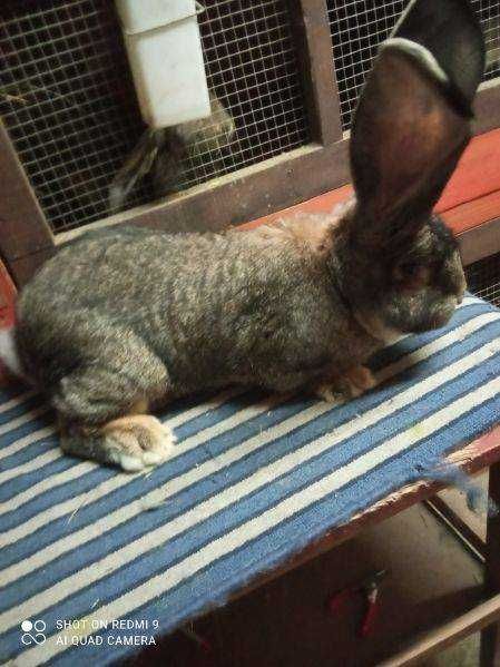 Królik Belgijski Olbrzym Szary BOS